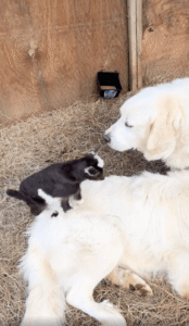 나를 지켜주는 개가 너희들이야? 너희랑 친해질 거야!