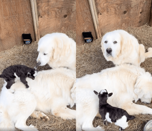 출처 : Reddit / 자기를 지켜주는 리트리버들에게 다가가는 아기 염소