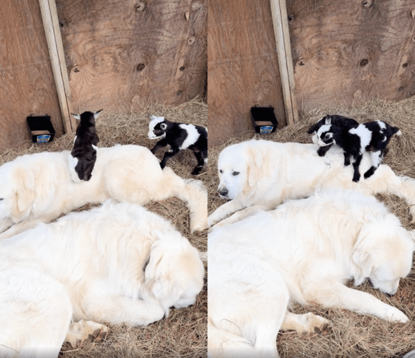 출처 : Reddit / 두 마리의 아기 염소들이 자기 위에서 놀아도 봐주는 리트리버들