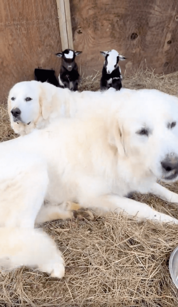 출처 : Reddit / 아기 염소들과 그들을 지켜주는 골든 리트리버들