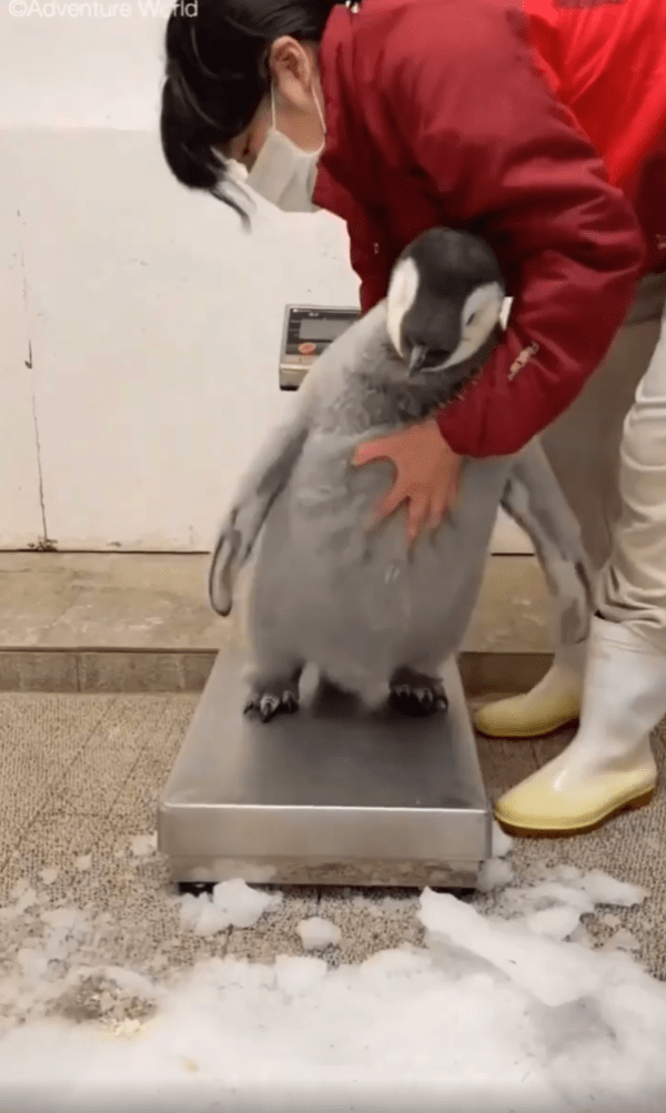 출처 : Reddit / 몸무게를 재려는 아기 펭귄