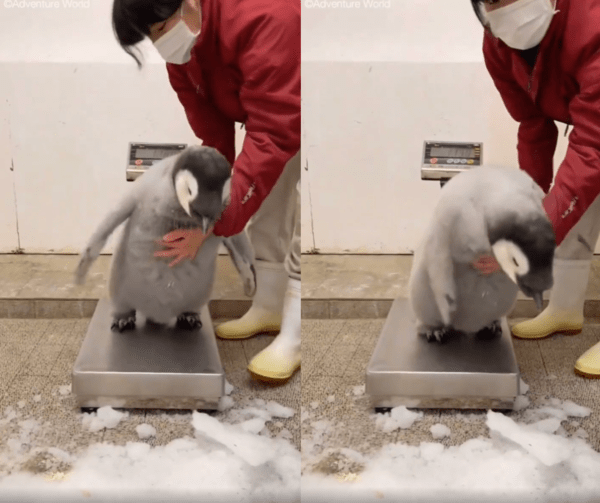 출처 : Reddit / 도망가려는 아기 펭귄과 잡으려는 사육사
