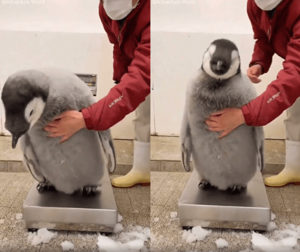 출처 : Reddit / 자꾸 도망가려 하지만, 펭귄을 놓지 않는 사육사