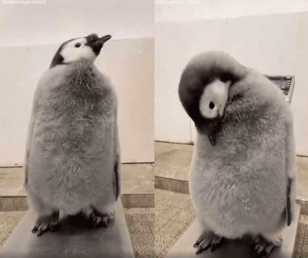 출처 : Reddit / 익숙해졌는지 체중계에 가만히 서서 몸을 다듬는 아기 펭귄