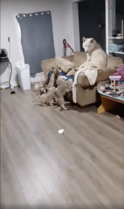 아빠! 같이 놀자~ 아빠 개에게 달려드는 아기 강아지들은 몇 마리?