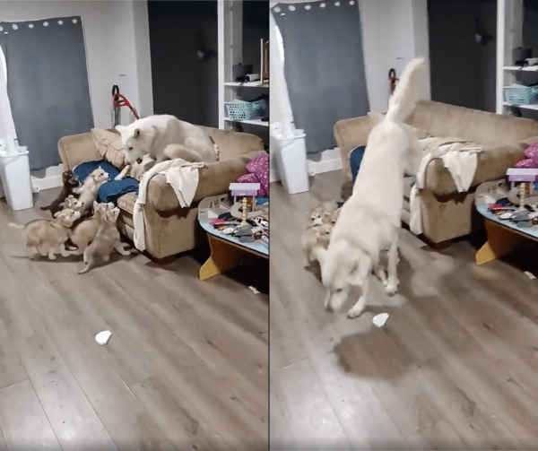 출처 : Reddit / 아기 강아지들로부터 도망가는 아빠 개