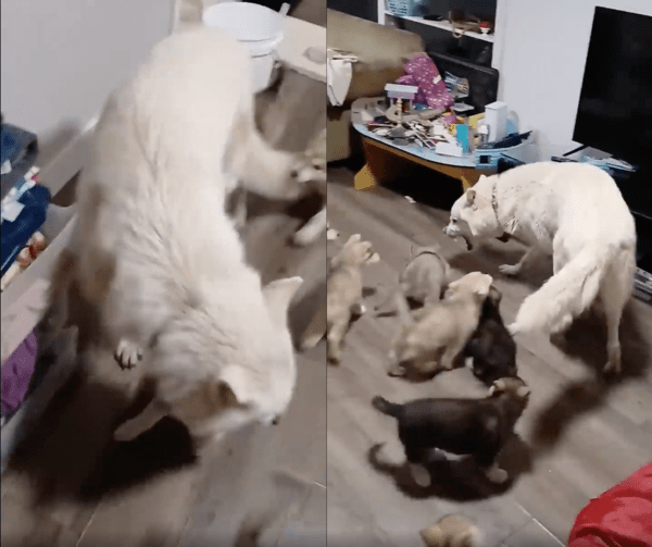 출처 : Reddit / 아기 강아지들로부터 계속 도망 다니는 아빠 개