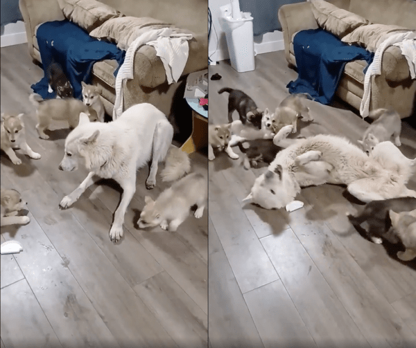 출처 : Reddit / 결국 도망가기를 포기한 아빠 개