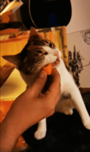 분명히 나는 육식 동물인데…ㅇㅇ이 너무 좋은 고양이