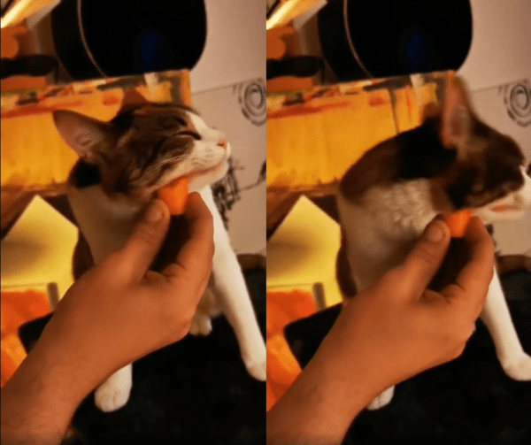 출처 : Reddit / 당근에 얼굴을 계속 비비는 고양이