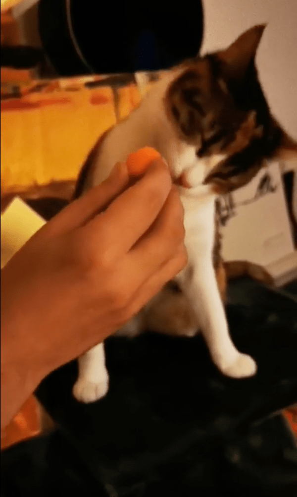 출처 : Reddit / 당근의 냄새를 맡는 고양이