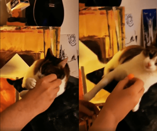 출처 : Reddit / 당근이 너무 좋아 눕기까지 한 고양이