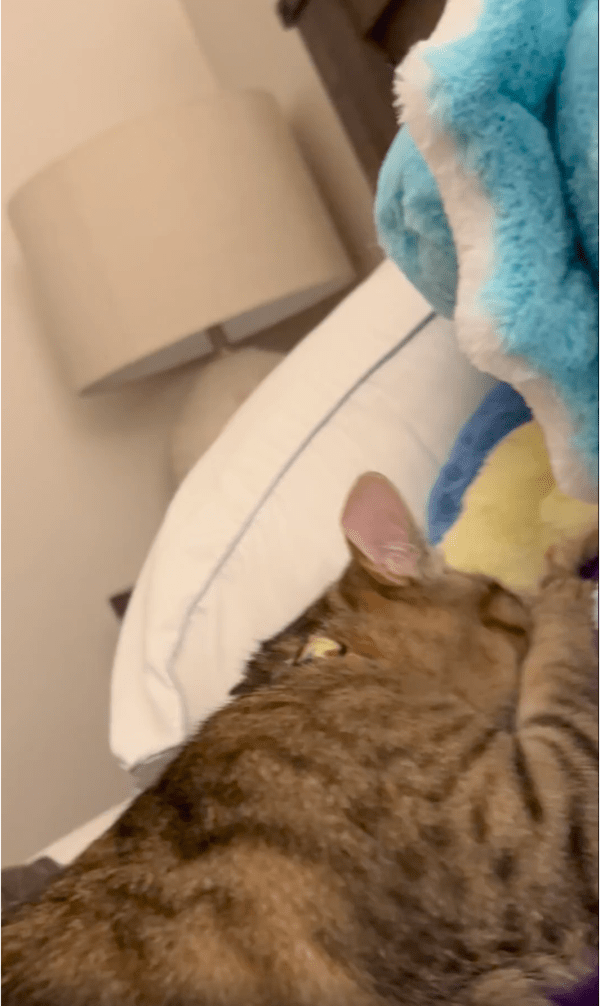 출처: Reddit / 쿠션과 담요 더미에 머리를 파묻은 고양이