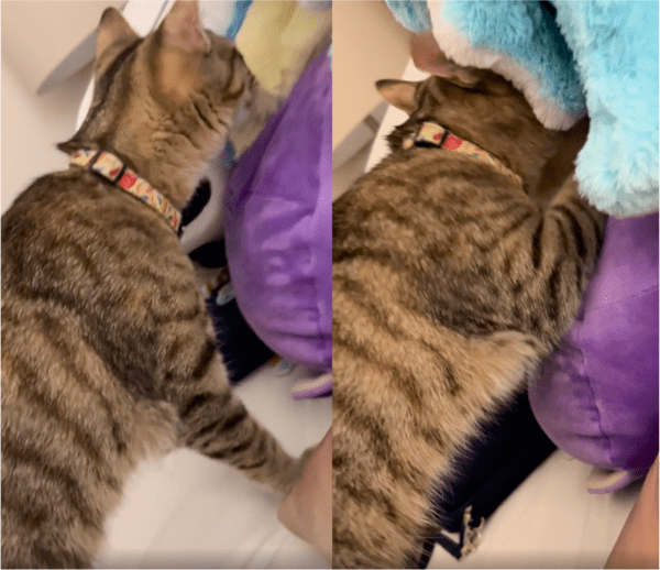 출처: Reddit / 포옥, 어미 품이 생각나는 따뜻함