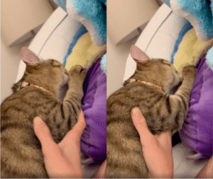 담요 더미를 어미로 착각한 고양이?