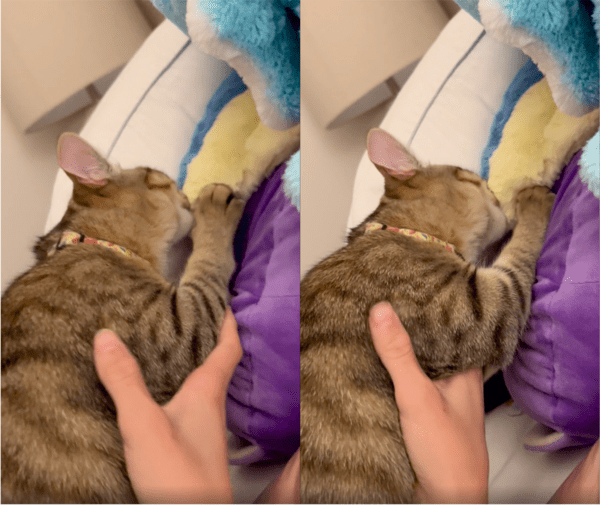 출처: Reddit / 입을 들이대며 꾹꾹이하는 고양이