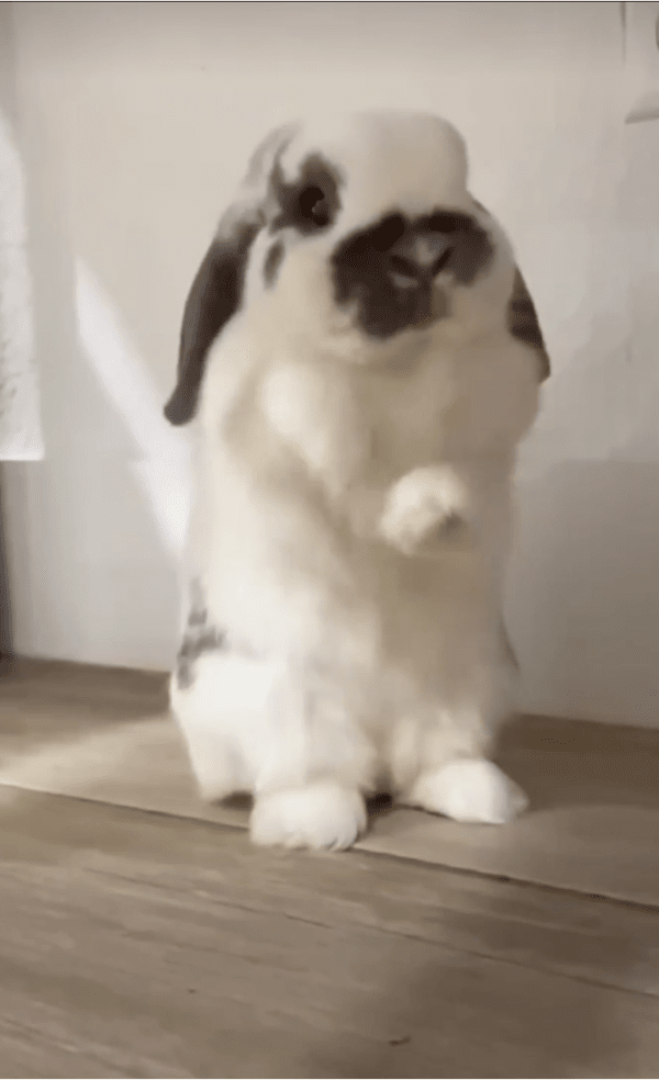 출처: Reddit / 앞발을 이리저리 움직이는 토끼