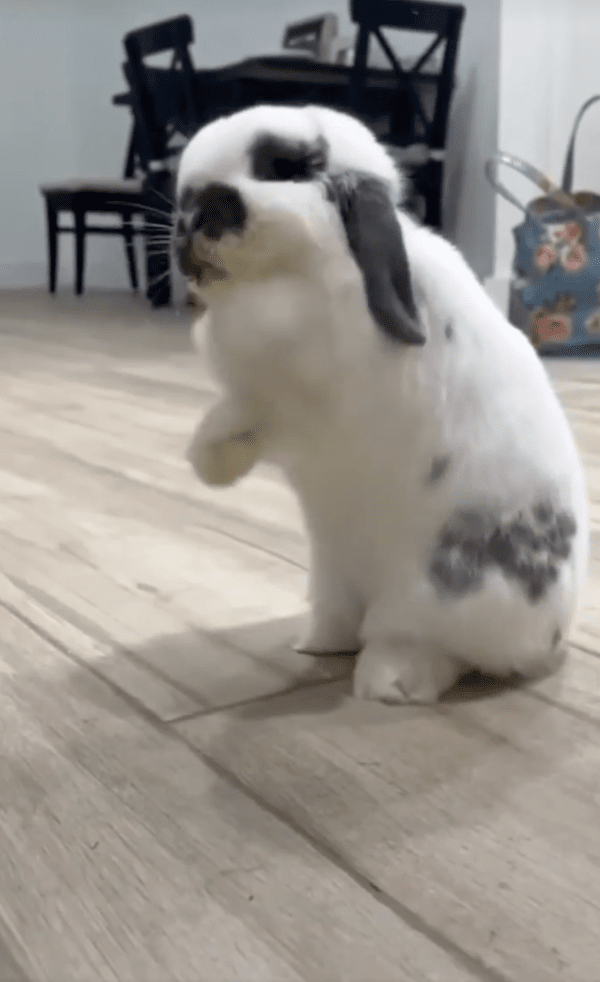 출처: Reddit / "뭐가 되었든 나는 댄싱머신이야"