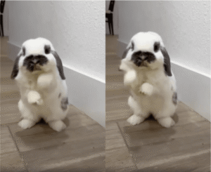 로제 APT 추는 댄싱머신 토끼가 있다고?