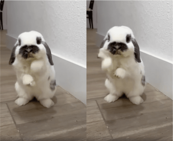 출처: Reddit / 사실은 발을 닦고 있는 걸지도?