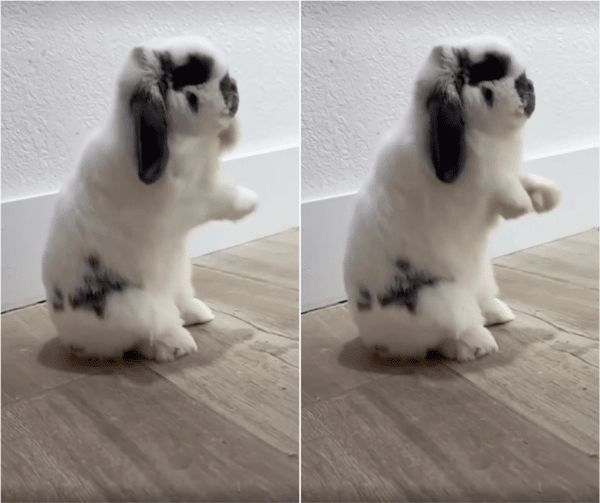 출처: Reddit / 춤을 추고 있는 토끼