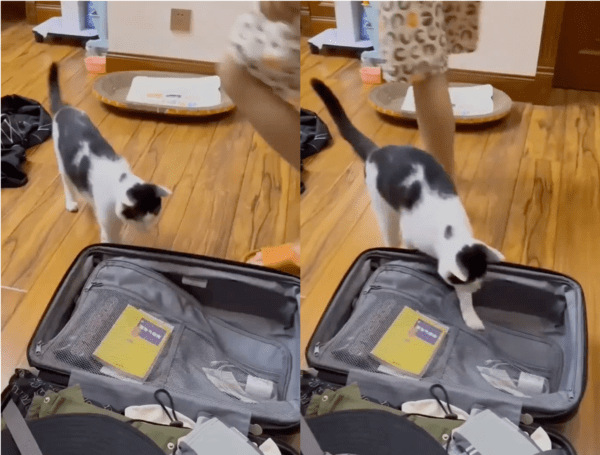 출처: Reddit / 캐리어 속으로 쏙 들어가는 고양이