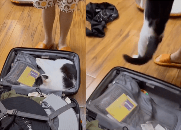 출처: Reddit / 캐리어에서 나오기 싫은 고양이