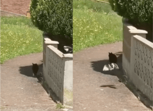 대놓고 고양이의 뒤를 밟는 까치, 고양이의 대응은?