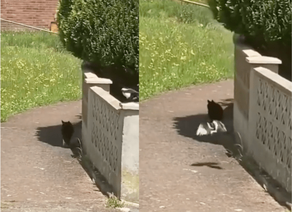 출처: Reddit / 산책을 즐기는 중인 고양이