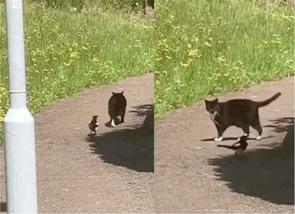 출처: Reddit / 과연 둘은 친구가 되었을까?