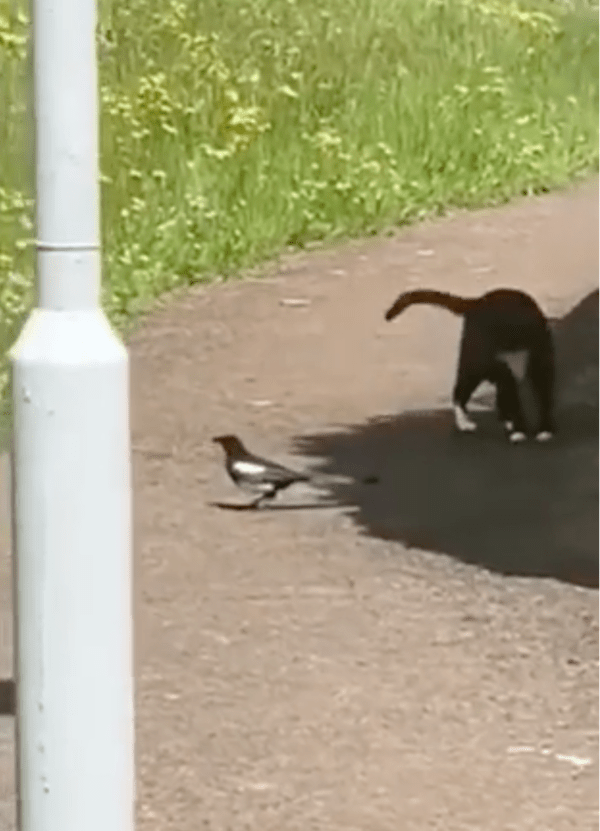 출처: Reddit / 고양이가 돌아보자 이번에도 모른 척하는 까치