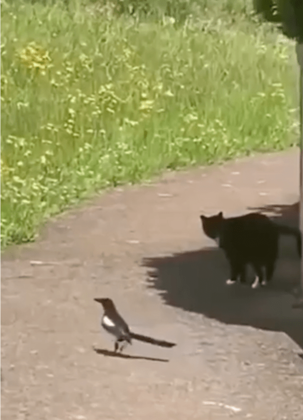 출처: Reddit / 고양이 뒤를 밟다 들킨 까치