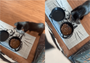 인형 친구 밥 먼저 챙겨주는 고양이