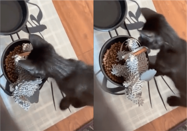 출처: Reddit / 먹기 좋게 위치 잡아주는 배려냥