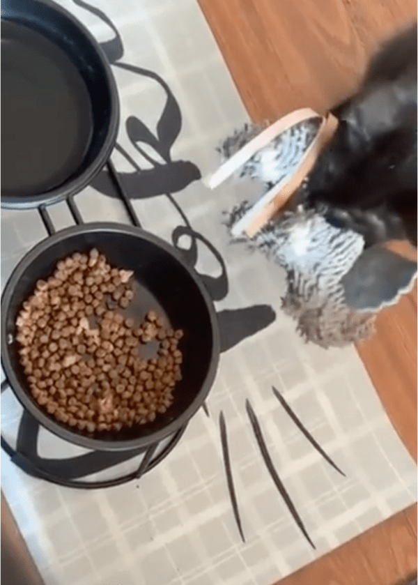 출처: Reddit / 인형 친구를 챙기는 고양이