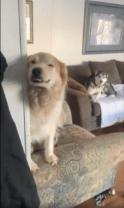 이 리트리버는 왜 이렇게 이쁜 미소를 지었을까?