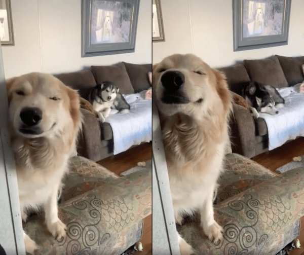 출처 : Reddit / 미소 짓고 있는 리트리버 뒤에 무슨 일이 일어났는지 알고 있는 허스키