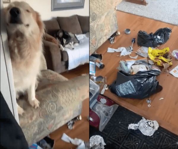 출처 : Reddit / 리트리버 밑으로 펼쳐진 쓰레기 더미