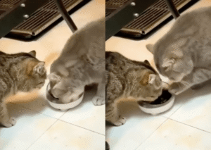 형님 먼저~ 아우 먼저~ 서로에게 밥을 양보하는 ㅇㅇㅇ들