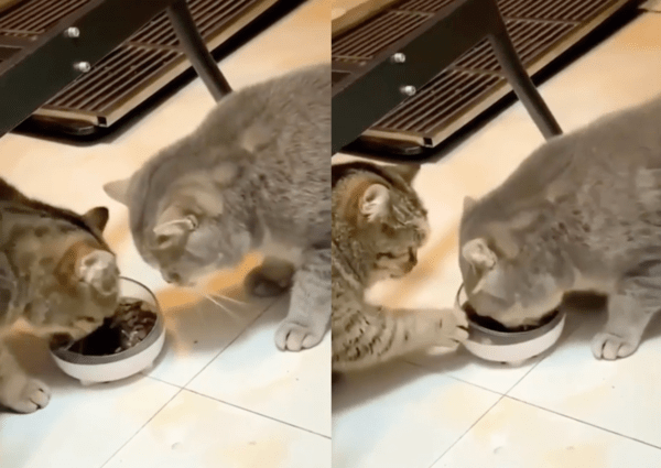 출처 : Reddit / 다른 고양이 또한 자기 밥그릇을 앞에 고양이에게 넘기는 모습