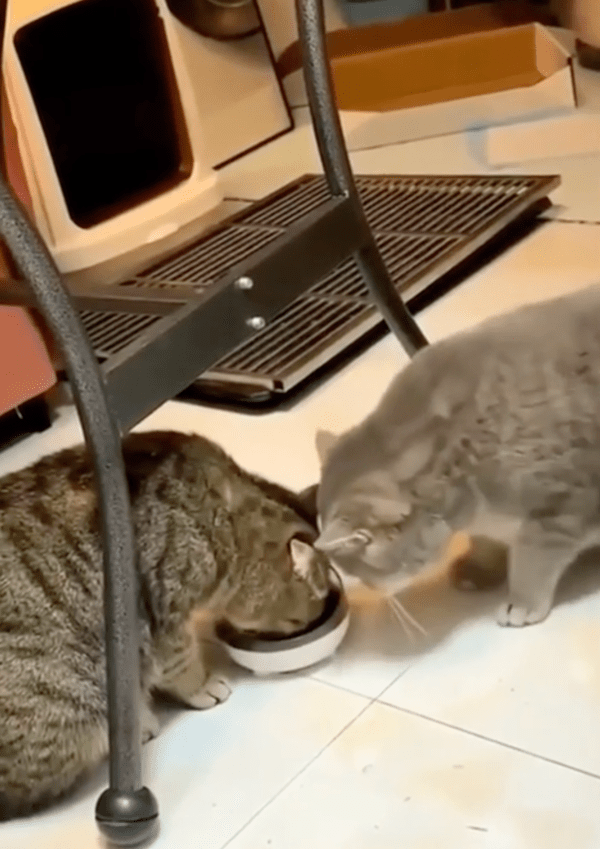 출처 : Reddit / 서로에게 밥그릇을 양보하는 고양이 형제들