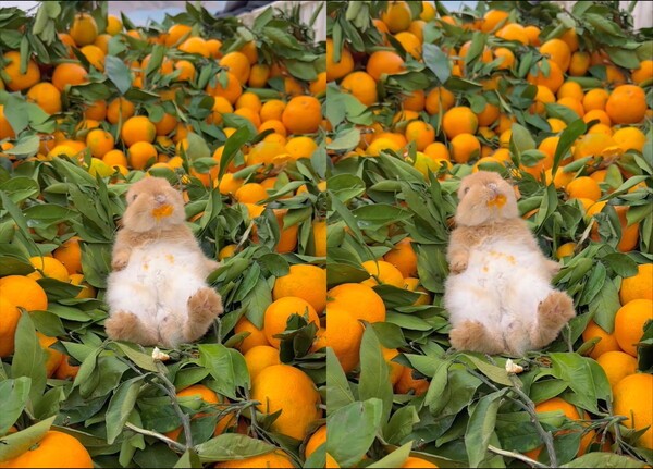 출처: Reddit / 오렌지더미에 누워있는 토끼