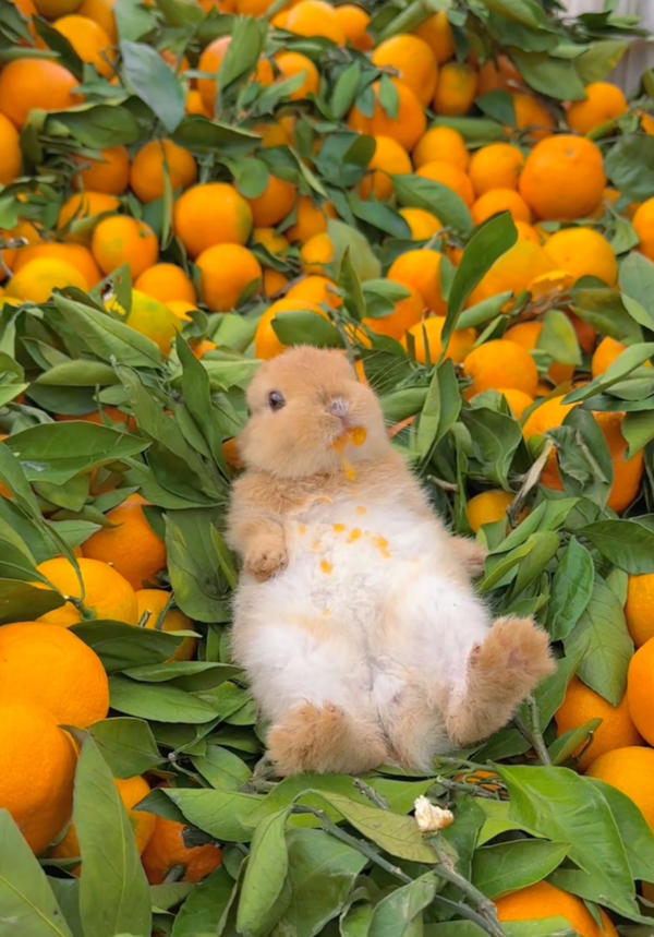 출처: Reddit / 오렌지 먹는 토끼