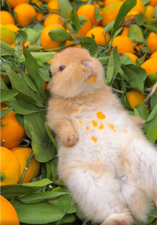 출처: Reddit / 새콤달콤한 오렌지 즐기는 토끼