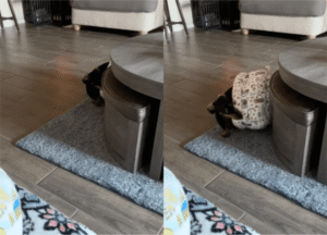 실패란 없다! 전략가 그 자체인 똑스훈트