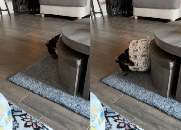 출처: Reddit / 소파로 다가오는 강아지