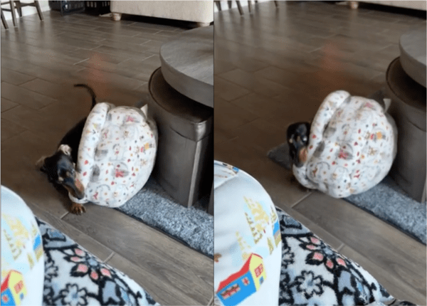 출처: Reddit / 자신의 침대를 가져오는 강아지