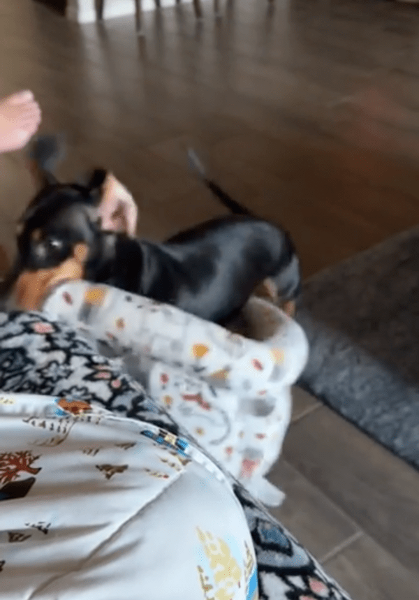 출처: Reddit / 침대를 물고 소파로 점프하는 강아지