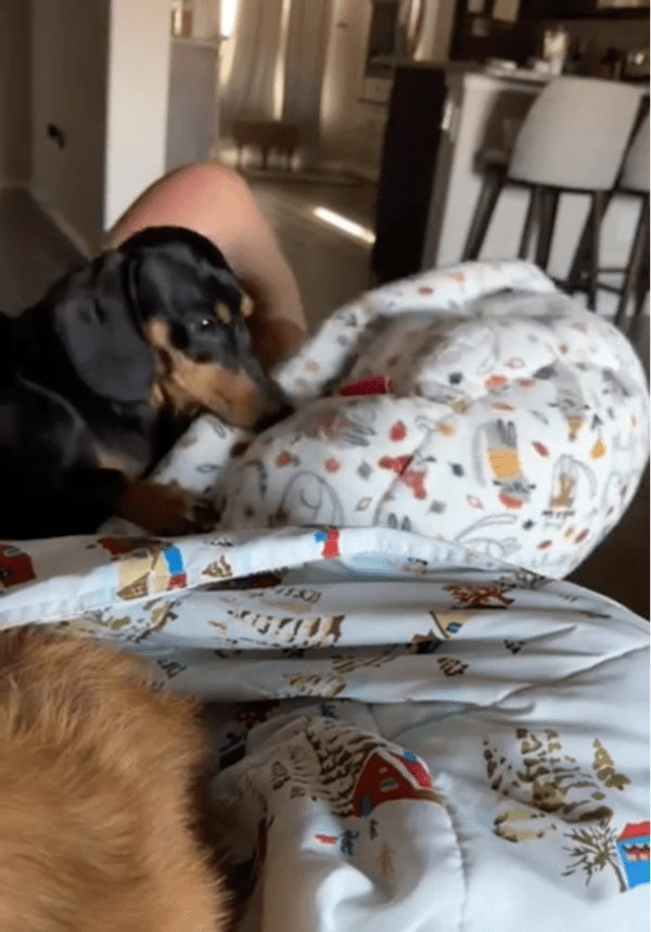 출처: Reddit / 미션 완료! 똑똑한 강아지