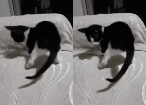 꼬리도, 그림자도 나의 적? 아기 고양이의 대소동